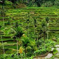 Bali Weddings